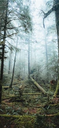 tall trees covered with fog iPhone 11 wallpaper