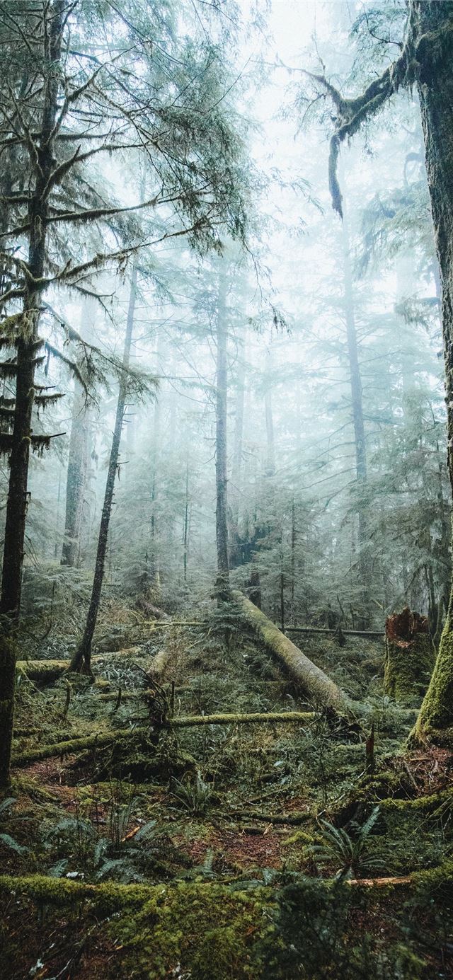 1125x2436 tall trees covered with fog - jungle iPhone 11 Wallpaper