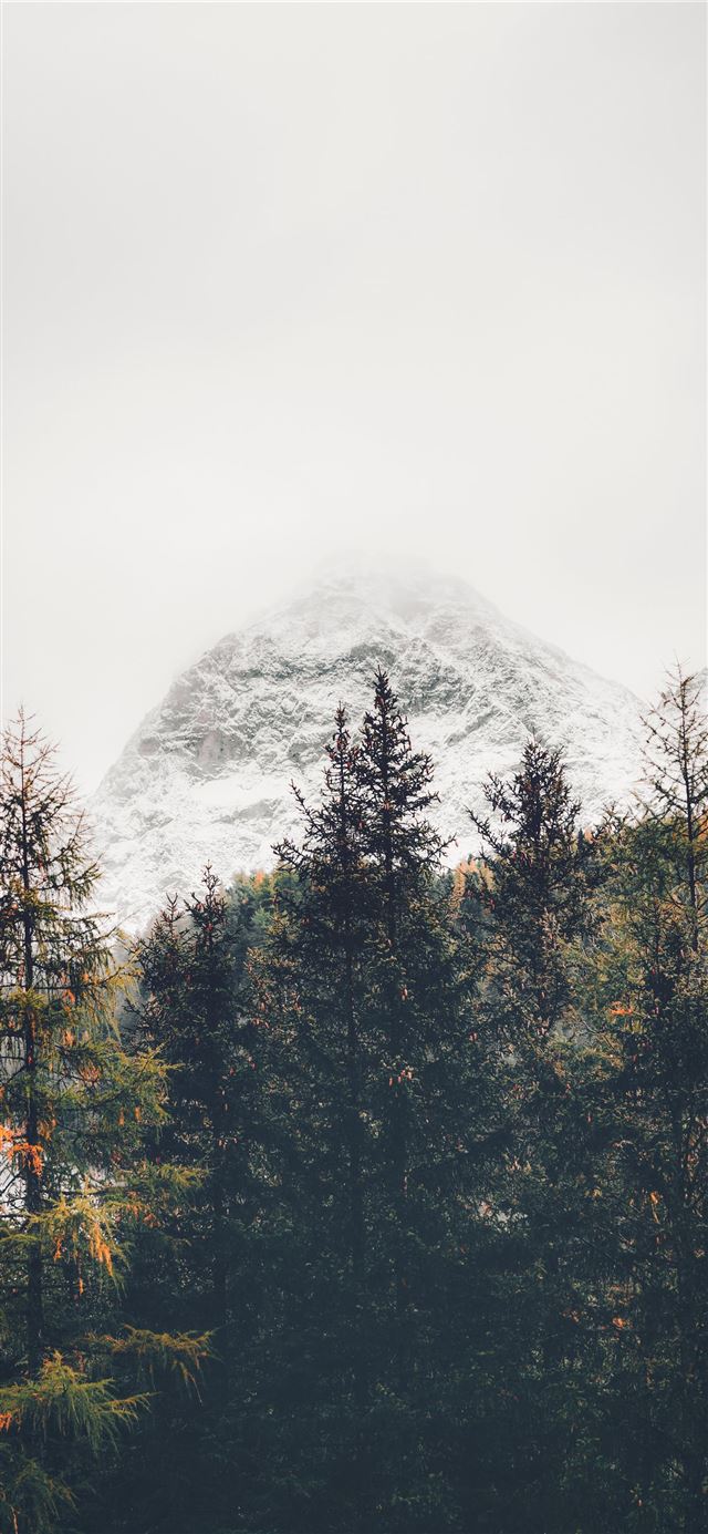 1125x2436 green leafed trees - nature iPhone 11 Wallpaper