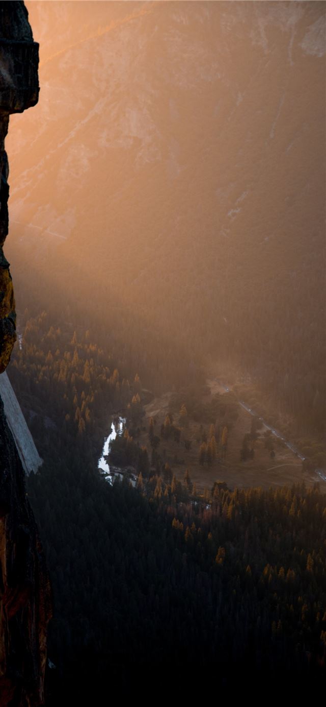 1125x2436 top view photography of tree during golden hour - nature iPhone 11 Wallpaper