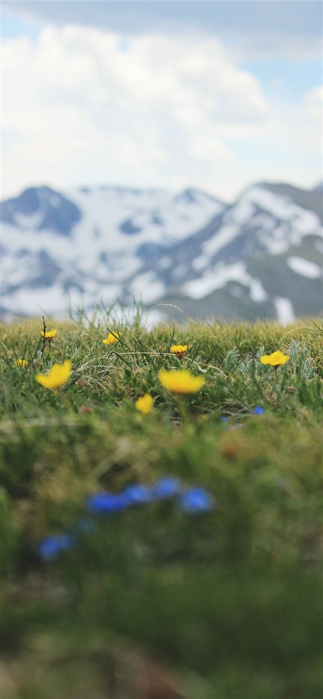 1125x2436 shallow focus photo of yellow flowers - flowers iPhone 11 Wallpaper