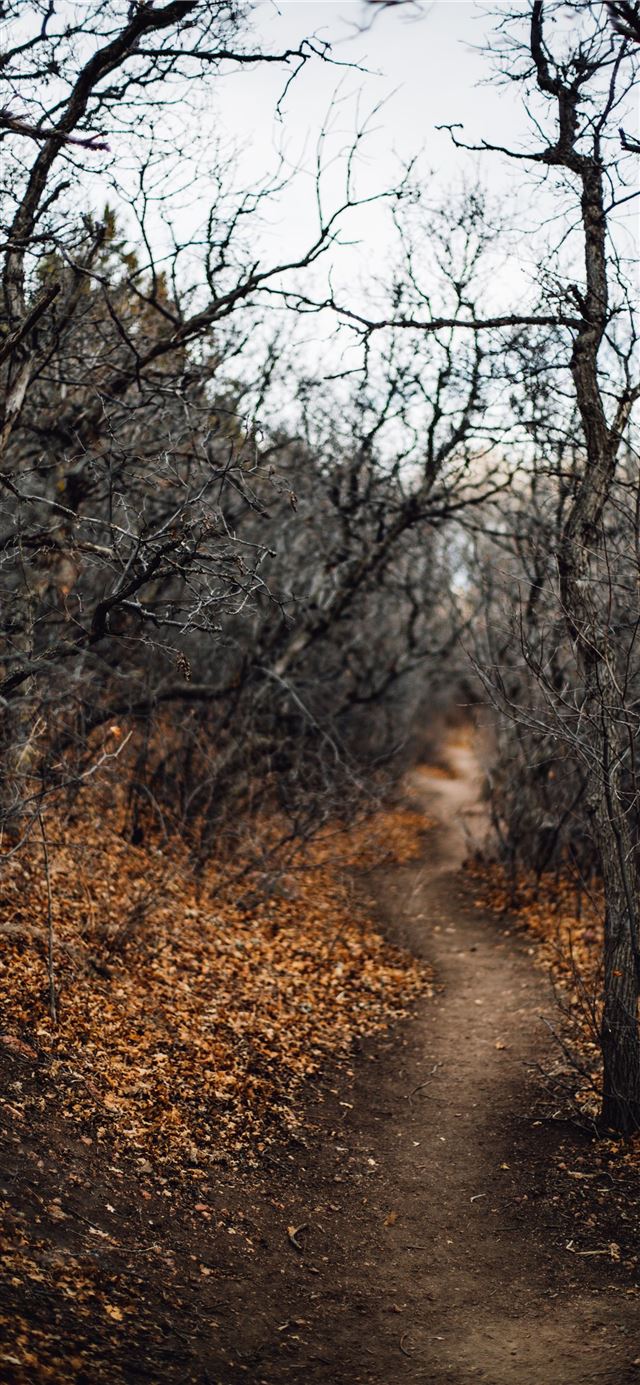 1125x2436 black leafless trees and pathway - colorado springs iPhone 11 Wallpaper