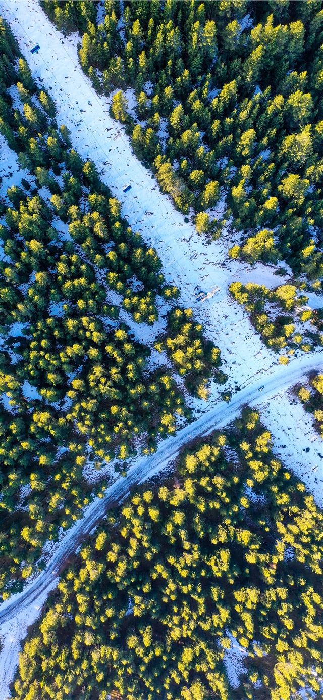 1125x2436 aerial photography of green trees surrounding road... - flower iPhone 11 Wallpaper