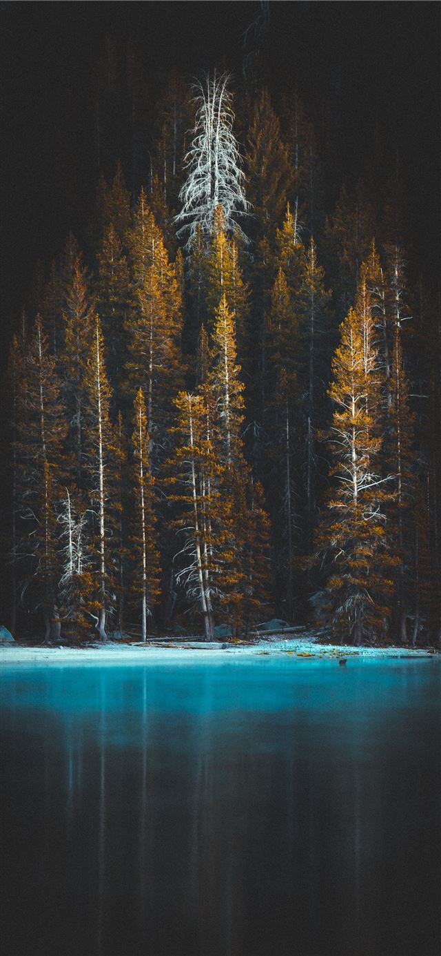 1125x2436 green pine tress and body of water - nature iPhone 11 Wallpaper
