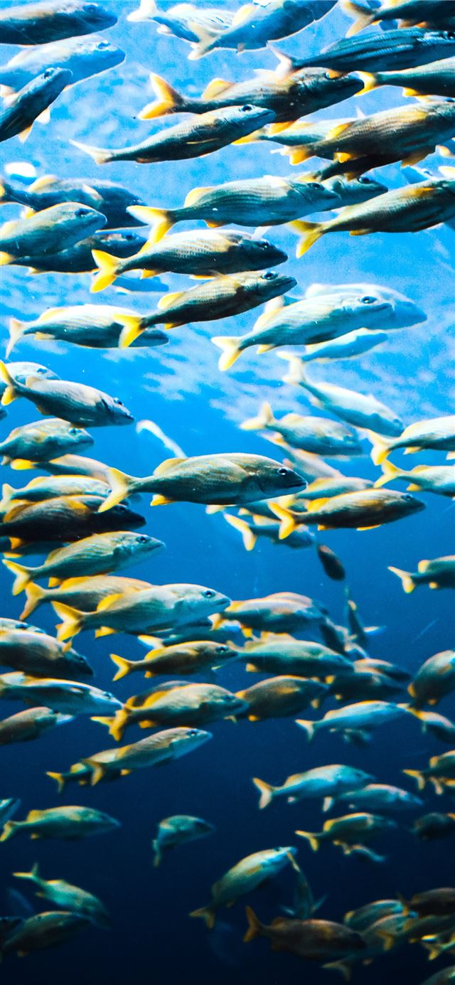 1125x2436 school of fish - aquarium iPhone 11 Wallpaper