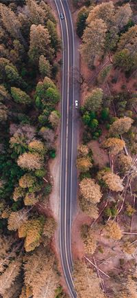 bird's eye view photo of road in the middle of for... iPhone 11 wallpaper