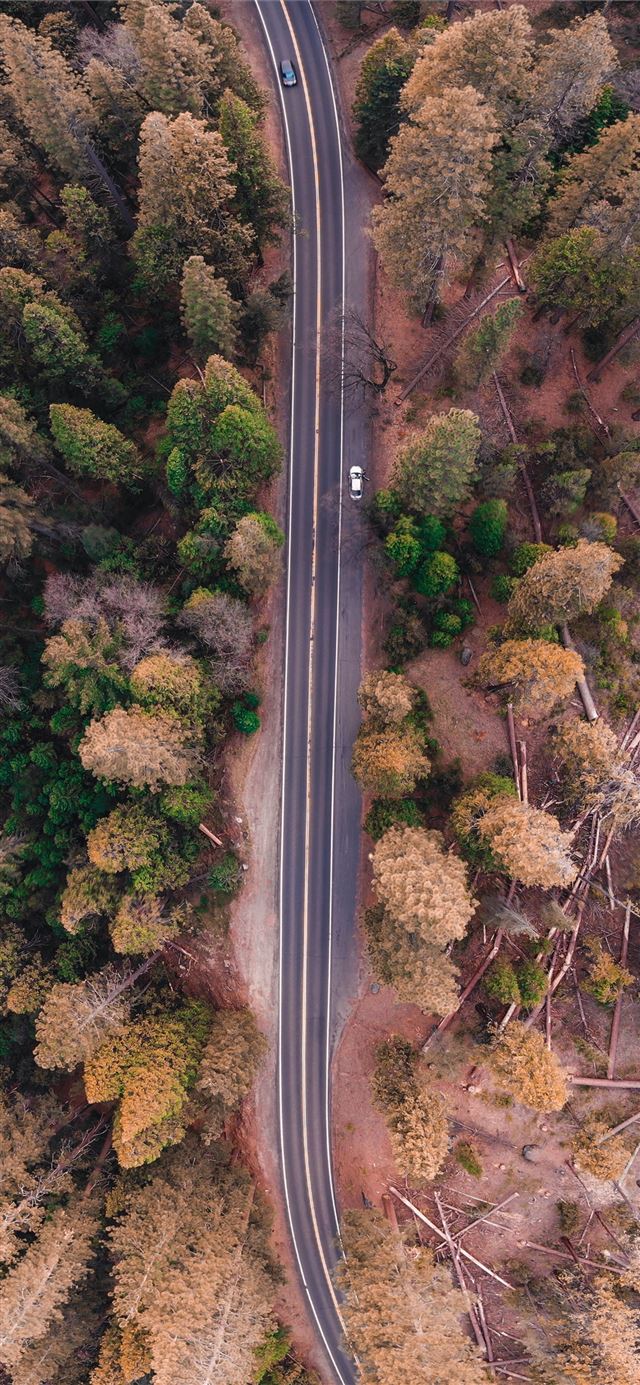 1125x2436 bird's eye view photo of road in the middle of for... - scenery iPhone 11 Wallpaper