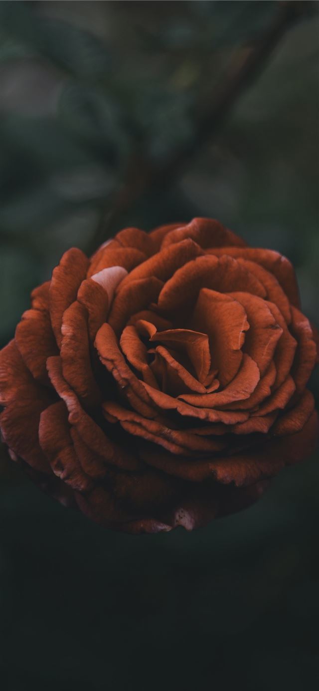 1125x2436 red petaled flowers - brown iPhone 11 Wallpaper