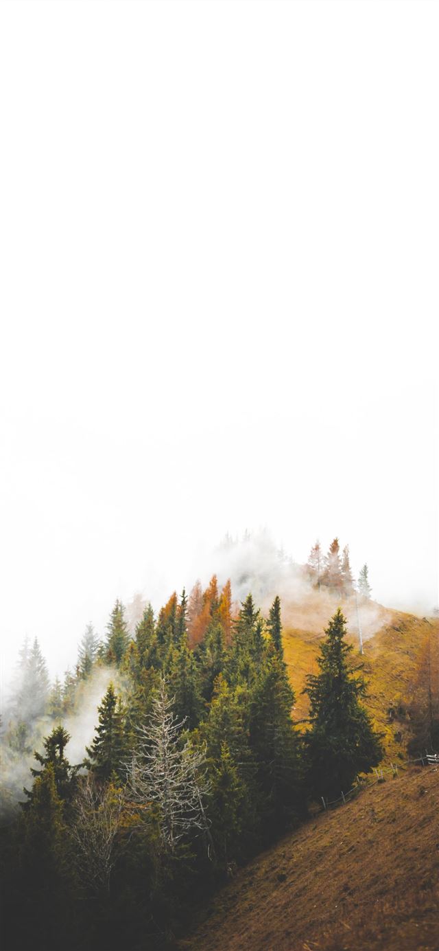 1125x2436 birds eye photography of forest under clouds - green iPhone 11 Wallpaper