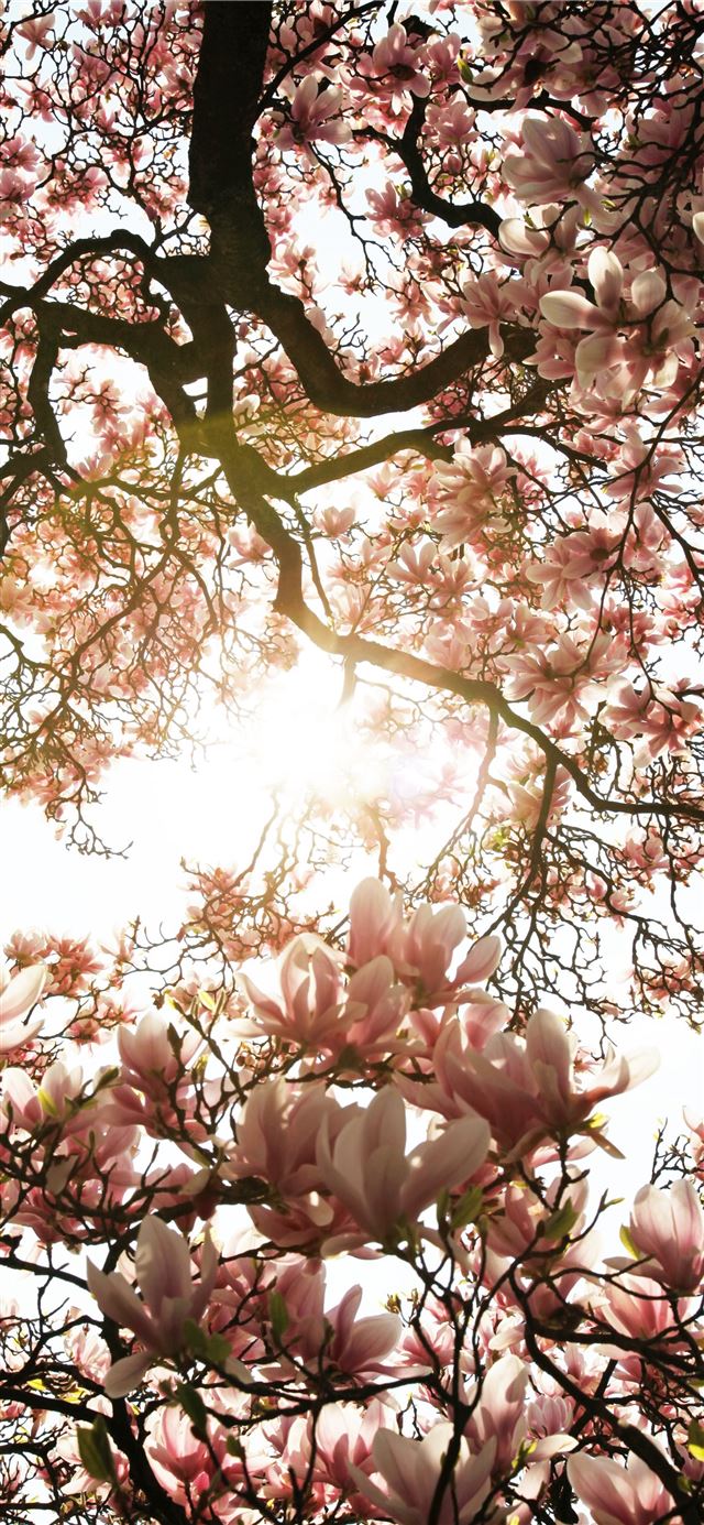 1125x2436 macro photography of blooming pink cherry blossoms -  iPhone 11 Wallpaper