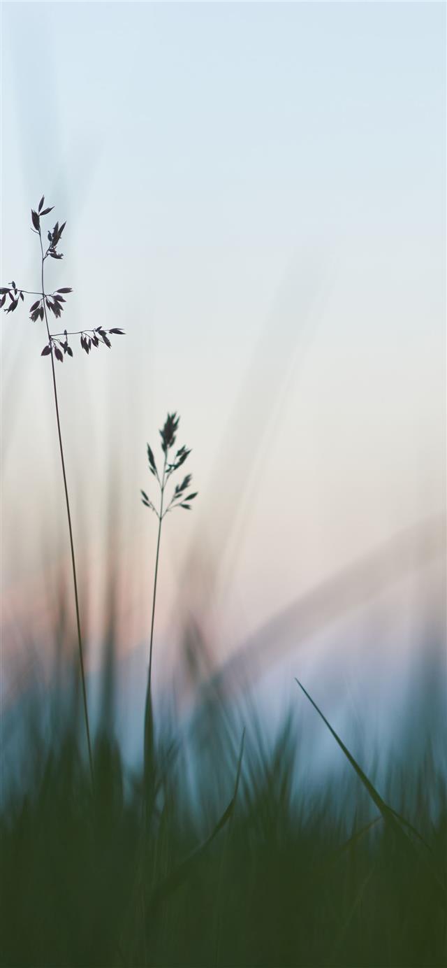 1125x2436 A good part of my pictures are about shallow depth... -  iPhone 11 Wallpaper