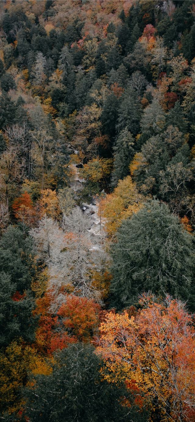 1125x2436 aerial photography of woods - trees iPhone 11 Wallpaper