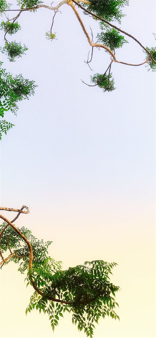 1125x2436 green leafed tree - leaf iPhone 11 Wallpaper