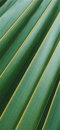 coconut leaf wallpaper