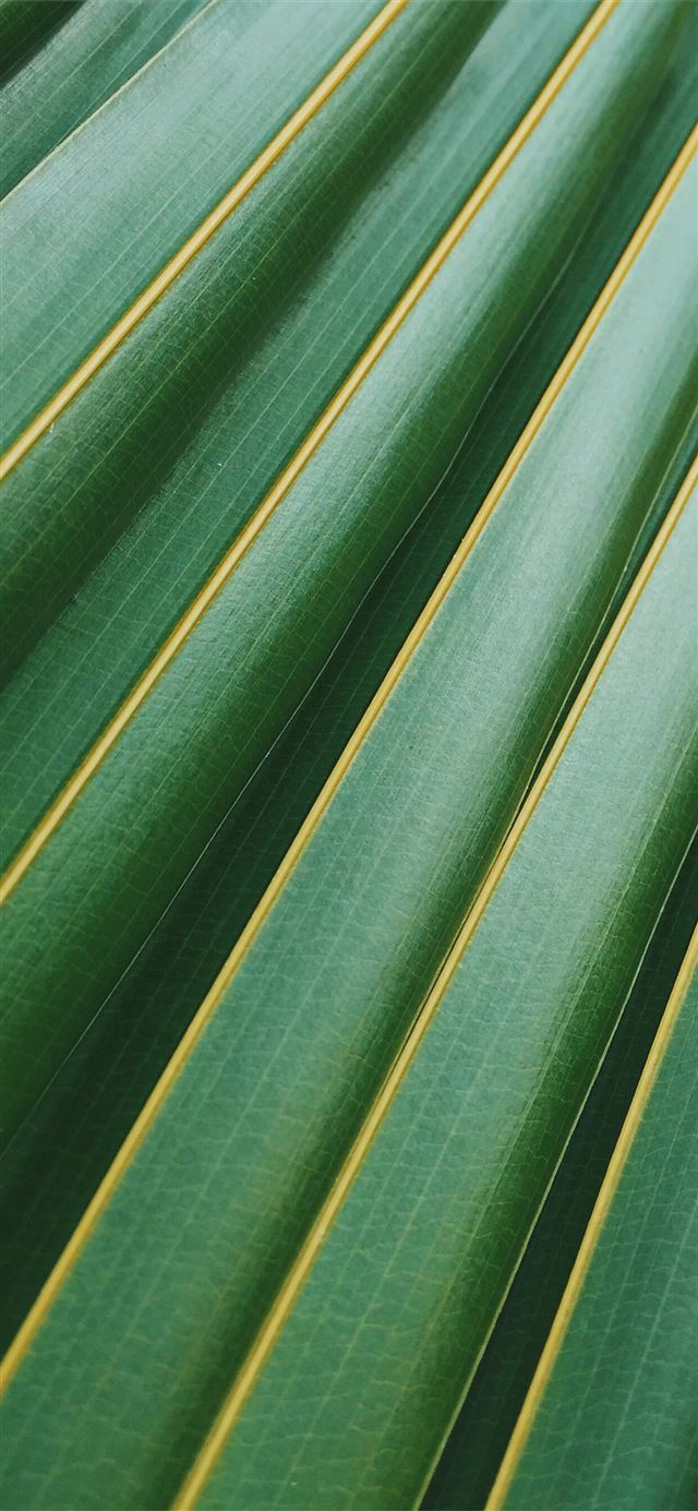 1125x2436 coconut leaf - unnamed road iPhone 11 Wallpaper