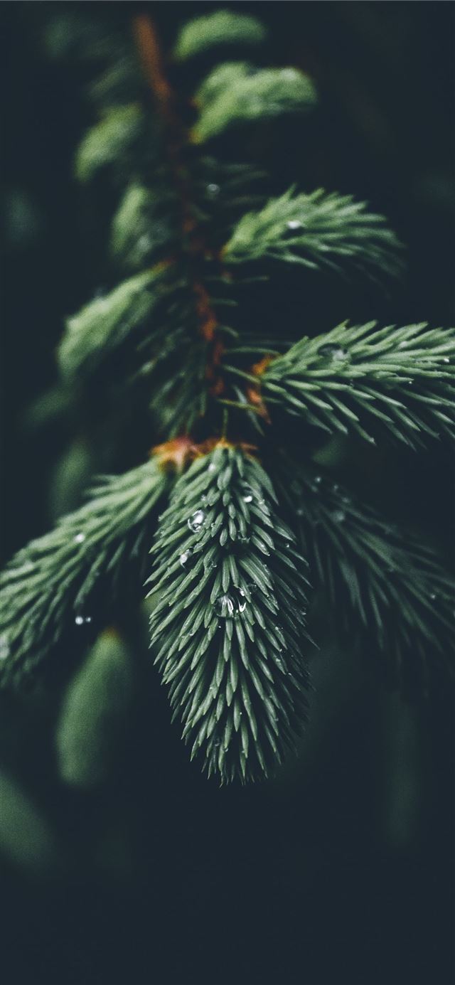 1125x2436 shallow focus photography of green spruce tree - green iPhone 11 Wallpaper
