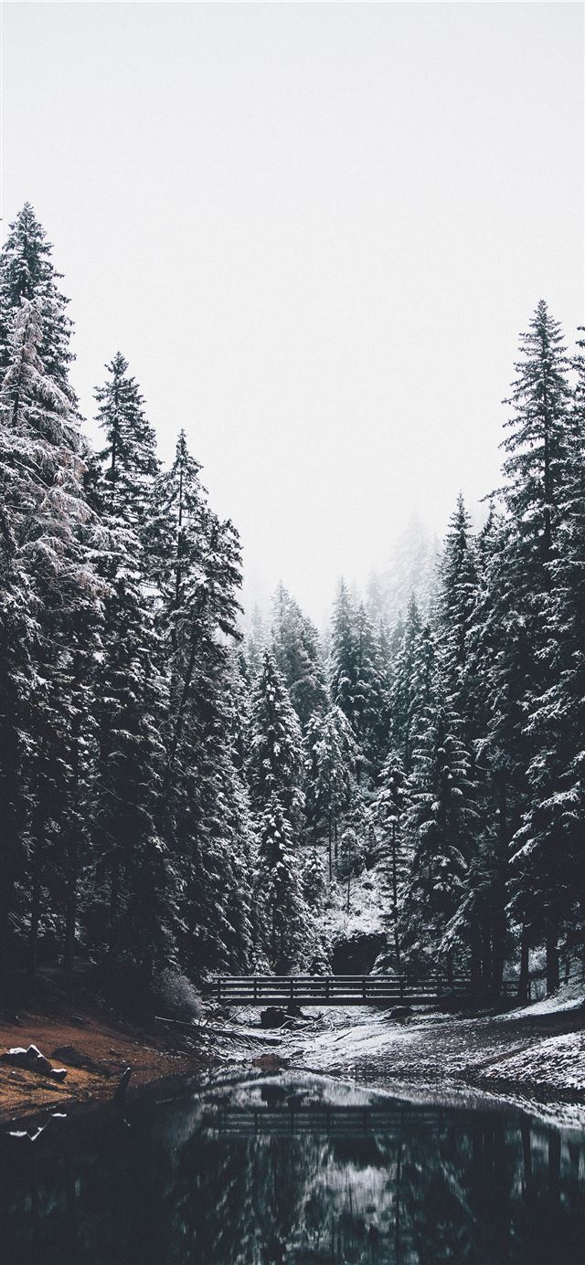 1125x2436 body of water and pine trees - tree iPhone 11 Wallpaper