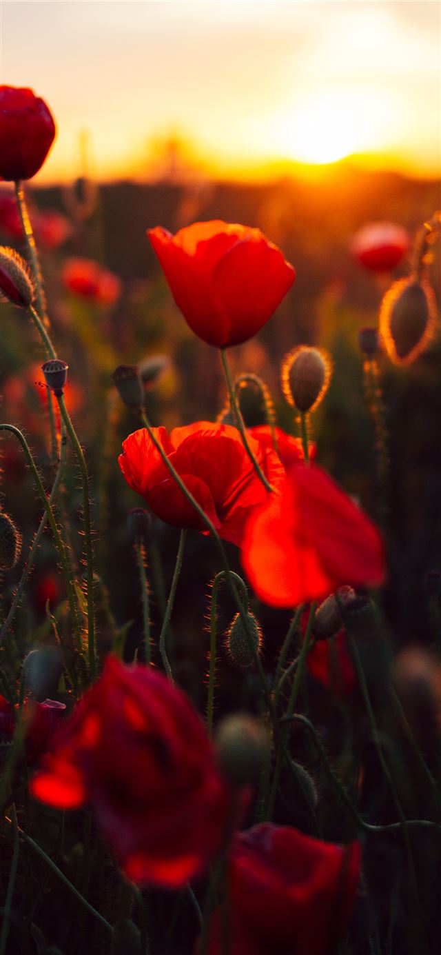 1125x2436 red petaled flower bloom during daytime - flower iPhone 11 Wallpaper