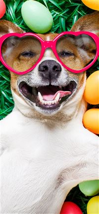 Images Easter Jack Russell terrier Dogs Smile Funn... iPhone 11 wallpaper