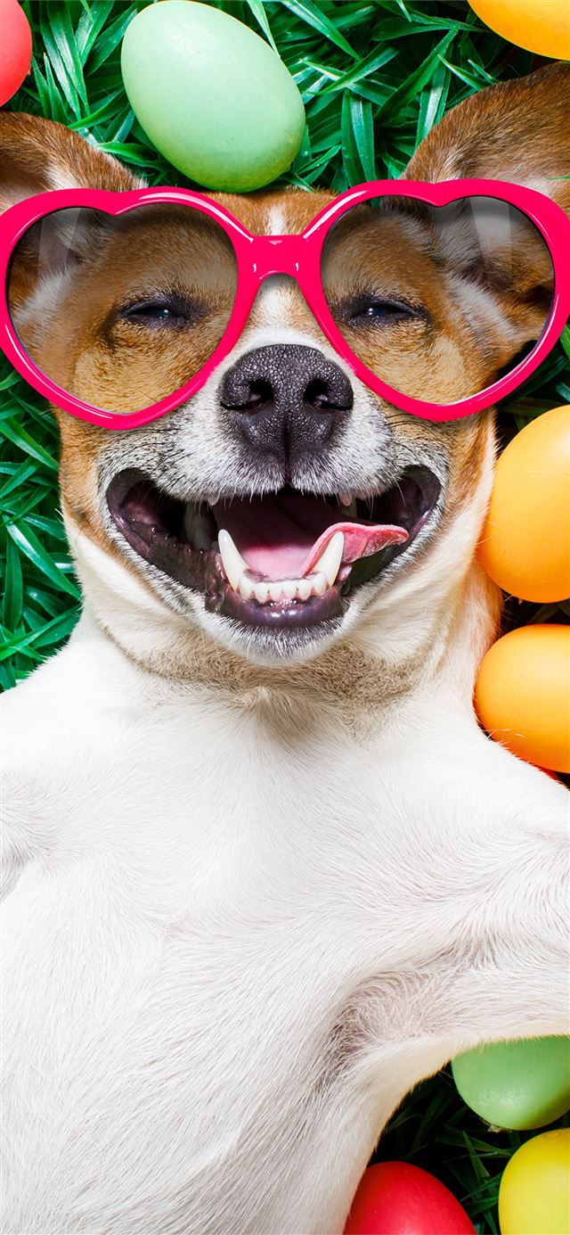 1125x2436 Images Easter Jack Russell terrier Dogs Smile Funn... - trends iPhone 11 Wallpaper