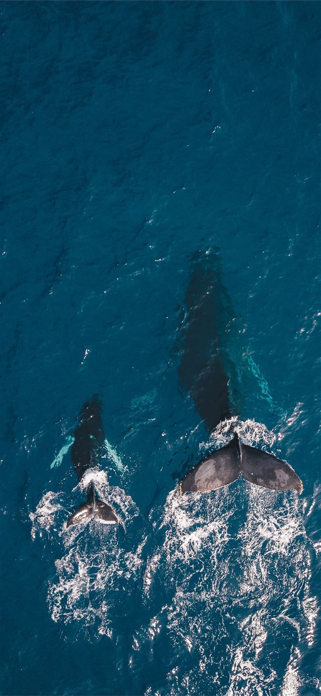 1125x2436 two black whales swimming in body of water - ocean iPhone 11 Wallpaper