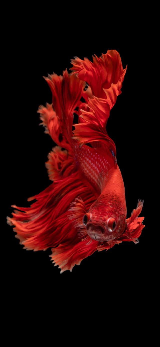 1125x2436 red Siamese fighting fish - bird iPhone 11 Wallpaper