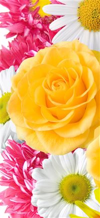 Yellow Flowers High Quality Resolution gt Yodobi iPhone 11 wallpaper