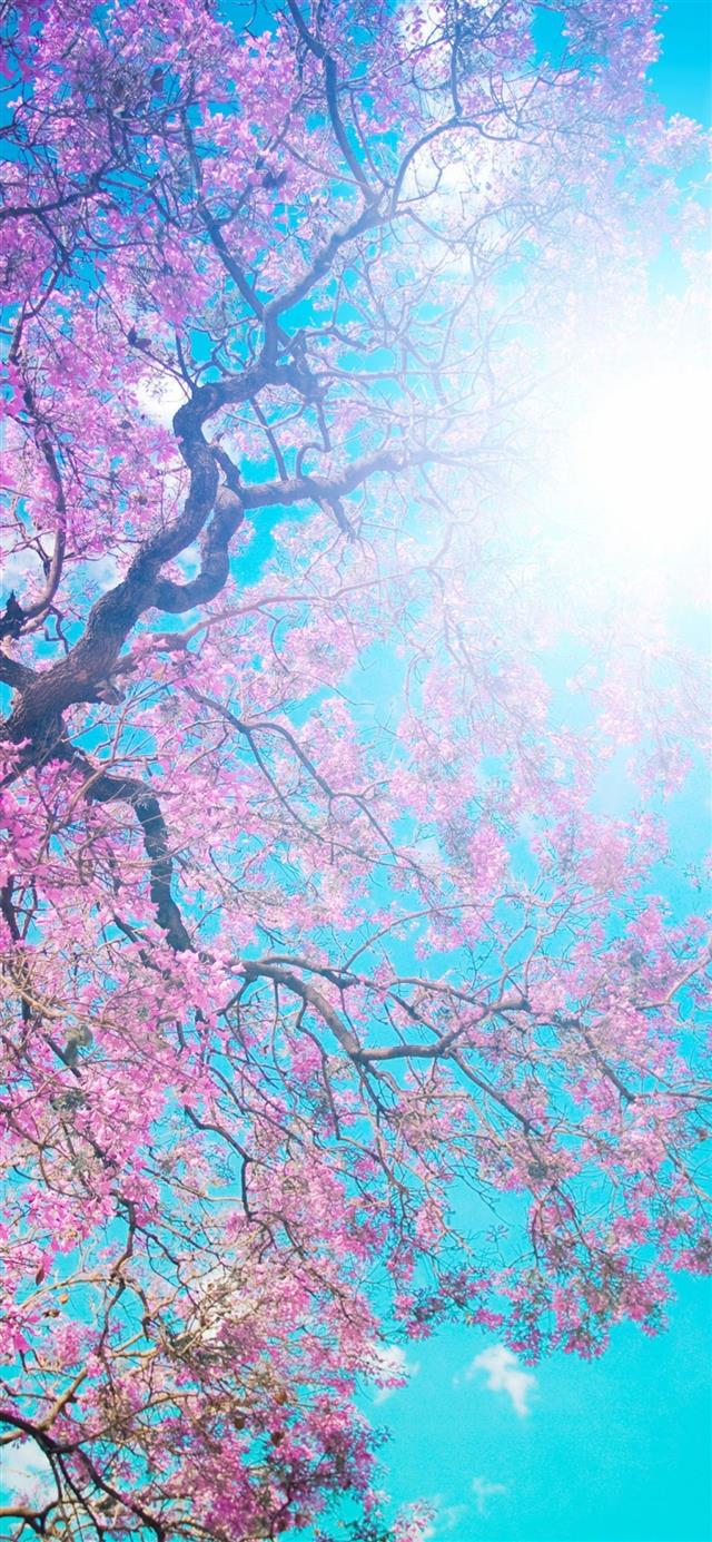 1125x2436 Pink Flowers Best HD For Android Devices - trends iPhone 11 Wallpaper