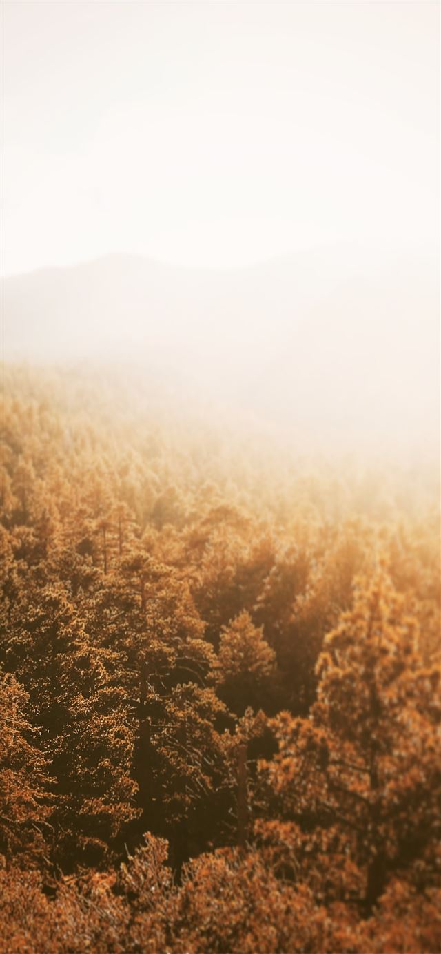 1125x2436 aerial photography of forest during golden hour - sunset iPhone 11 Wallpaper
