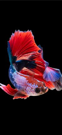 red and silver guppy fish iPhone 11 wallpaper