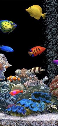 Aquarium tank colorful iPhone 11 wallpaper