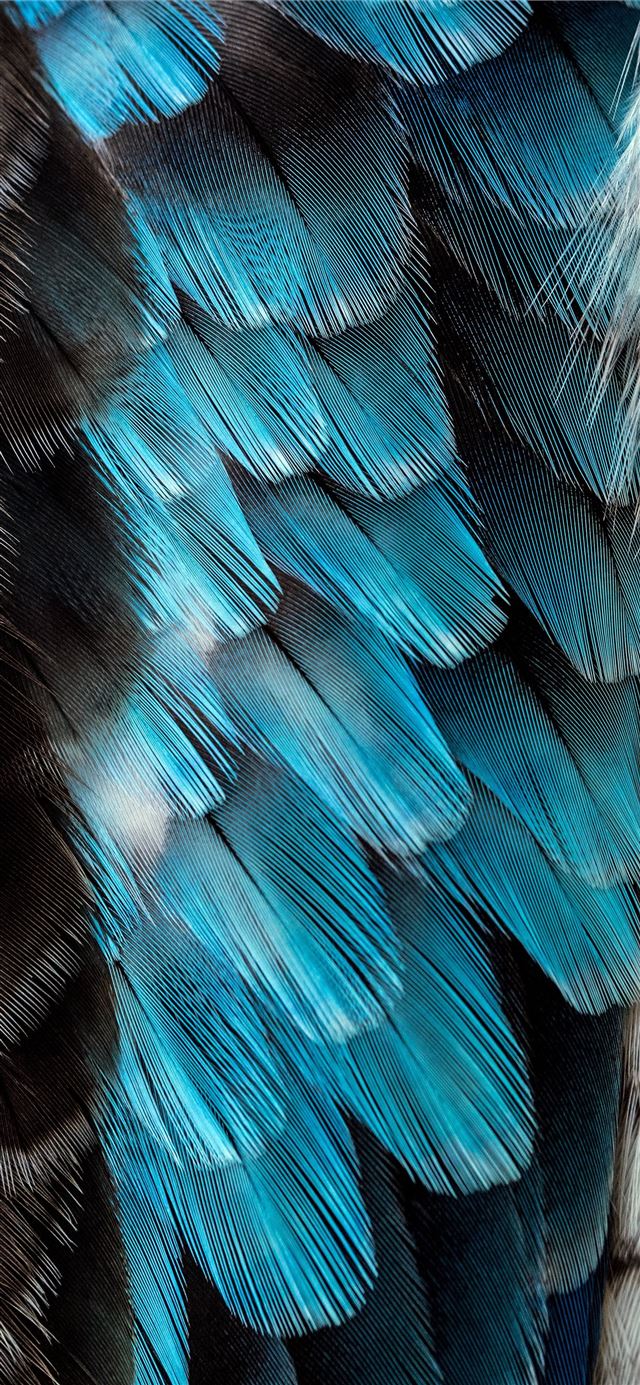 1125x2436 black and blue feather - bird iPhone 11 Wallpaper