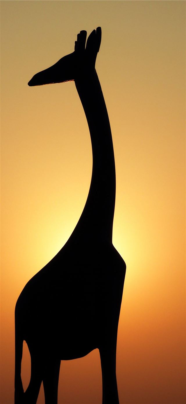 1125x2436 silhouette of giraffe - sunset iPhone 11 Wallpaper
