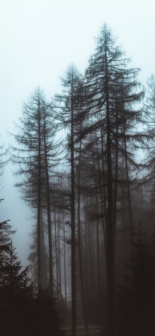1125x2436 trees during day - grey iPhone 11 Wallpaper