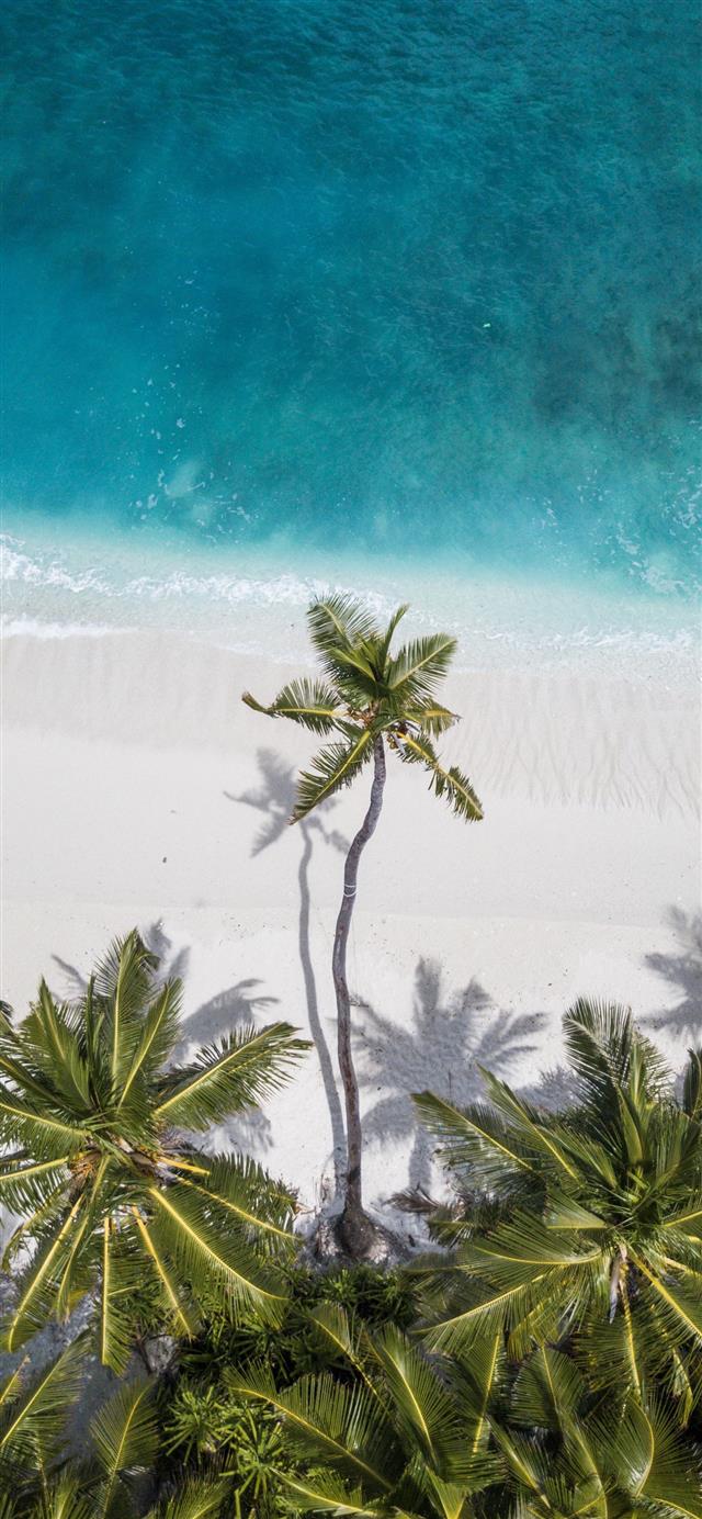 1125x2436 coconut trees near shore - maldives iPhone 11 Wallpaper