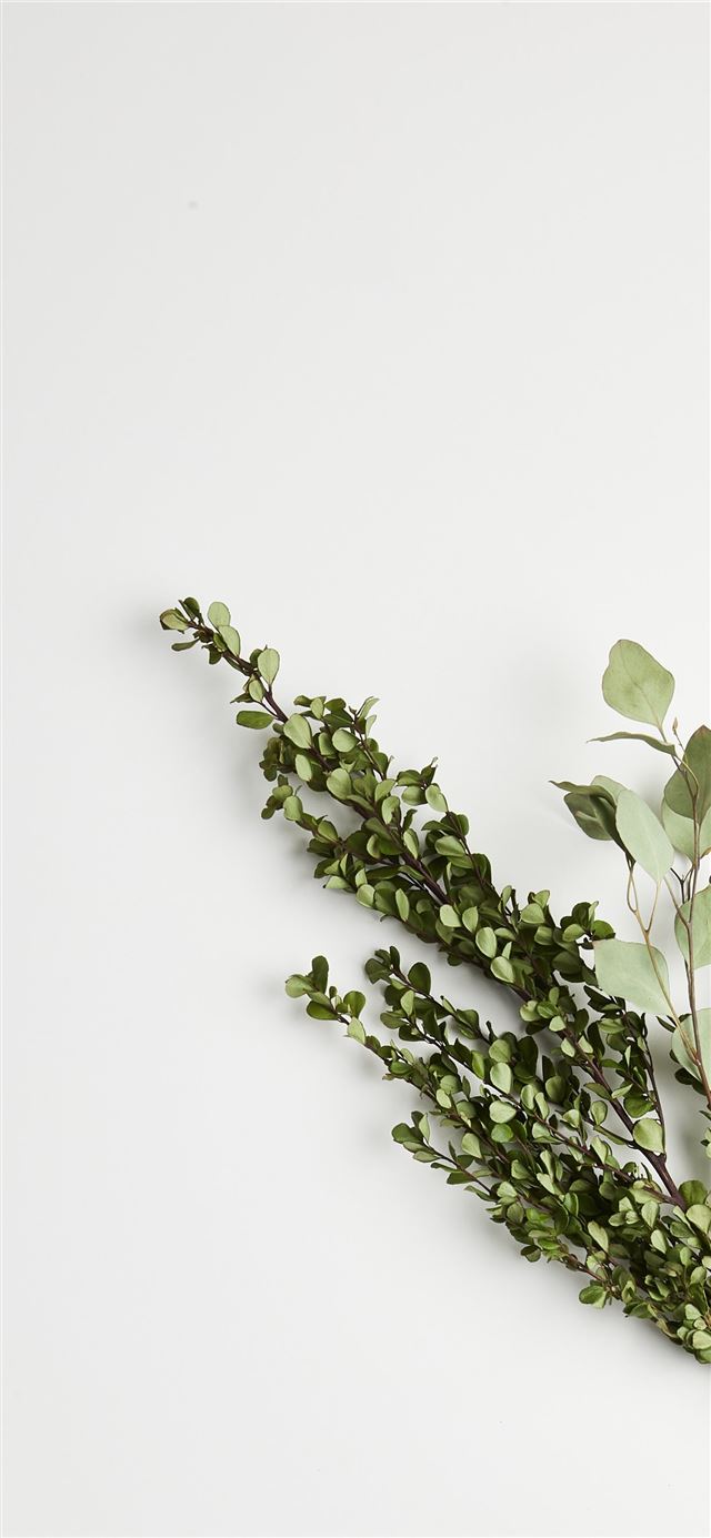 1125x2436 greeb leaf plants - leaf iPhone 11 Wallpaper