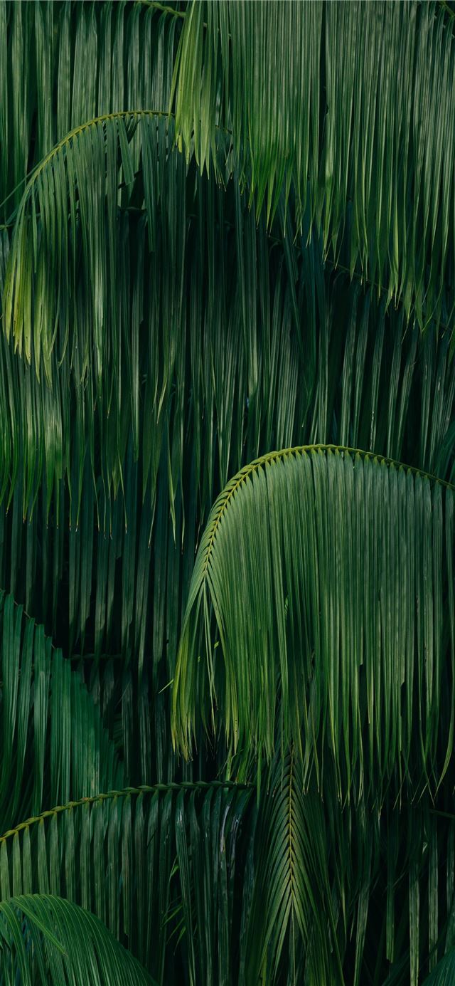 1125x2436 green coconut trees - jungle iPhone 11 Wallpaper