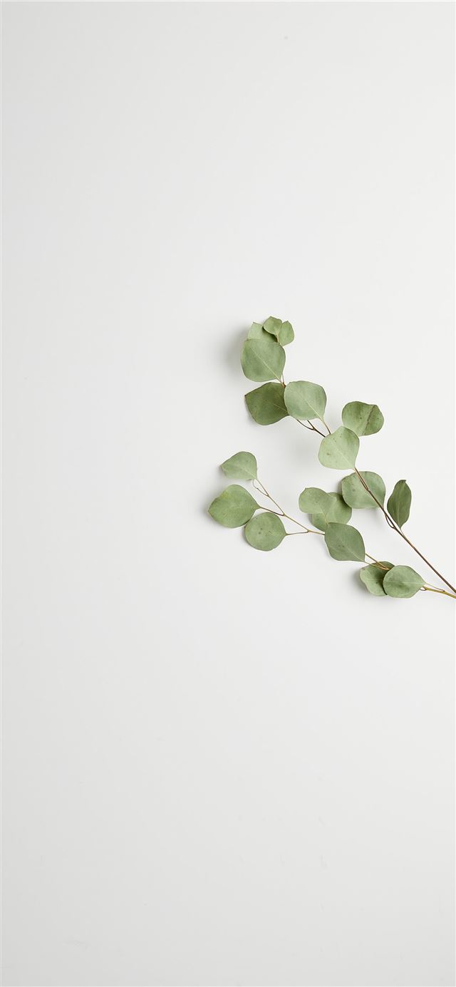 1125x2436 greeb leads - leaf iPhone 11 Wallpaper