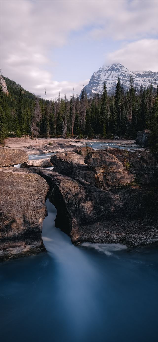 1125x2436 green pine trees near river during daytime - field iPhone 11 Wallpaper