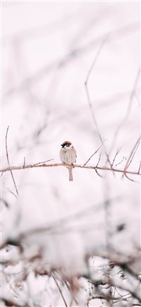 brown sparrow on tree branch wallpaper