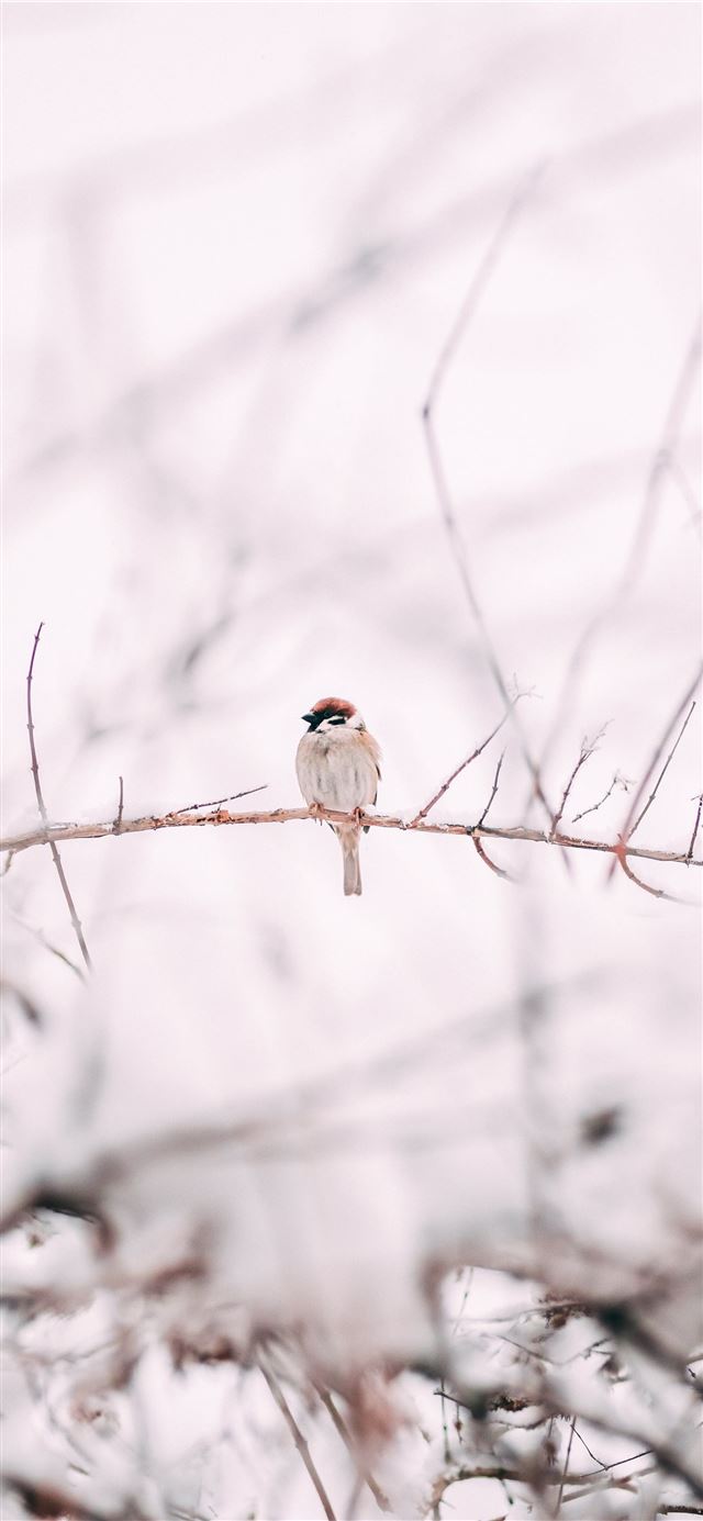 1125x2436 brown sparrow on tree branch - oslo iPhone 11 Wallpaper