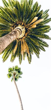 green palm tree under white sky iPhone 11 wallpaper
