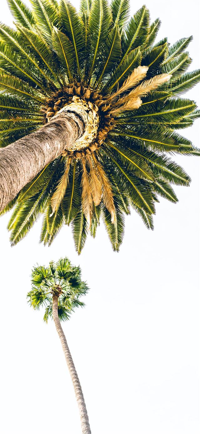 1125x2436 green palm tree under white sky - los angeles iPhone 11 Wallpaper