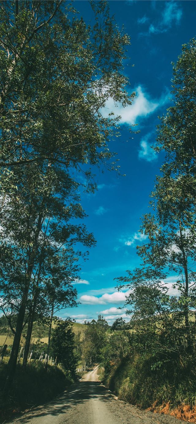 1125x2436 Summer Road Trees Sky Sunny Summer Vibes - golf celebrity iPhone 11 Wallpaper