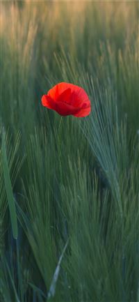 red flower in the middle of green grasses iPhone 11 wallpaper