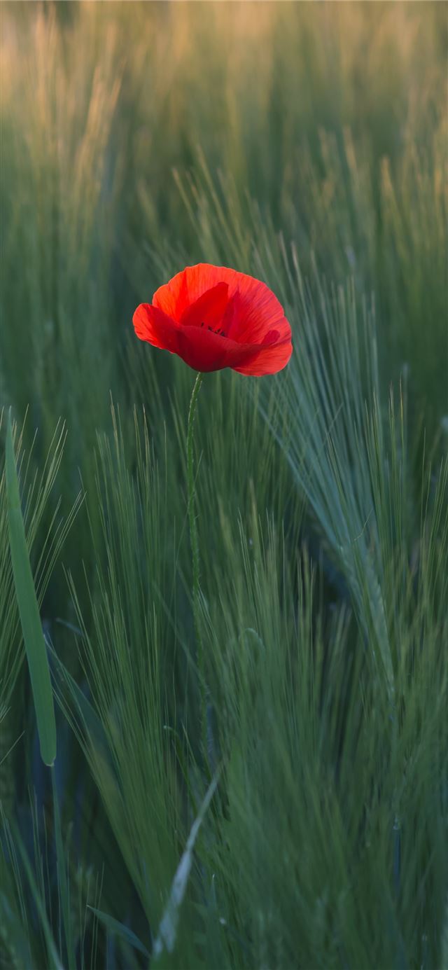 1125x2436 red flower in the middle of green grasses - grass iPhone 11 Wallpaper