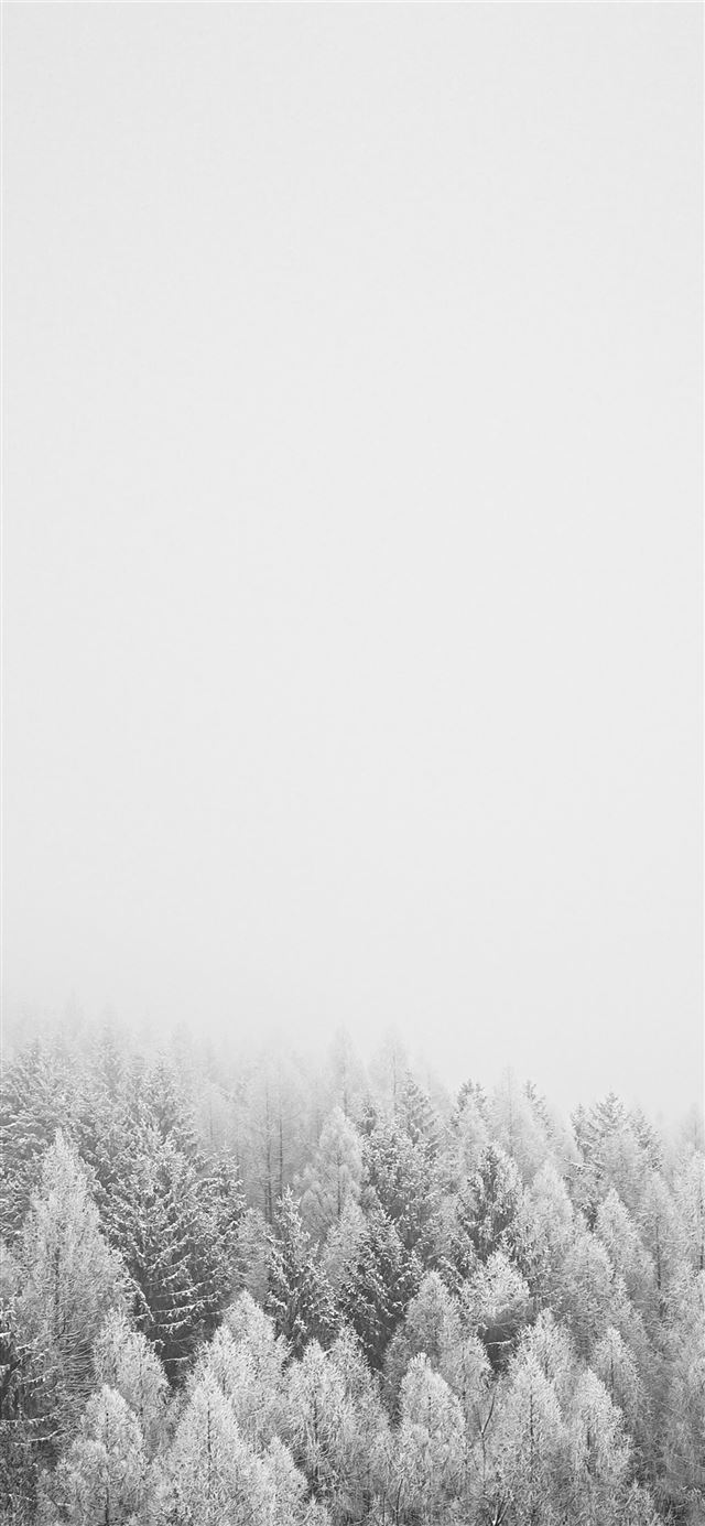 1125x2436 snow covered trees during daytime - grey iPhone 11 Wallpaper