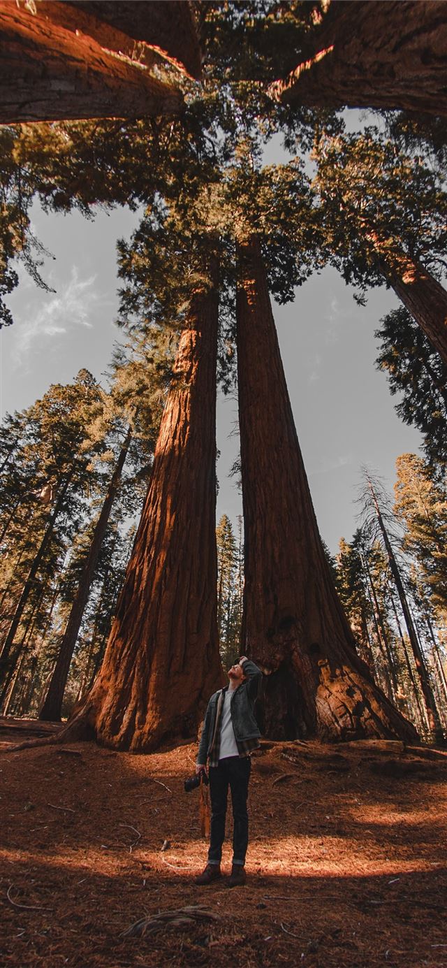 1125x2436 low angle photography of person standing on forest - sequoia national park iPhone 11 Wallpaper