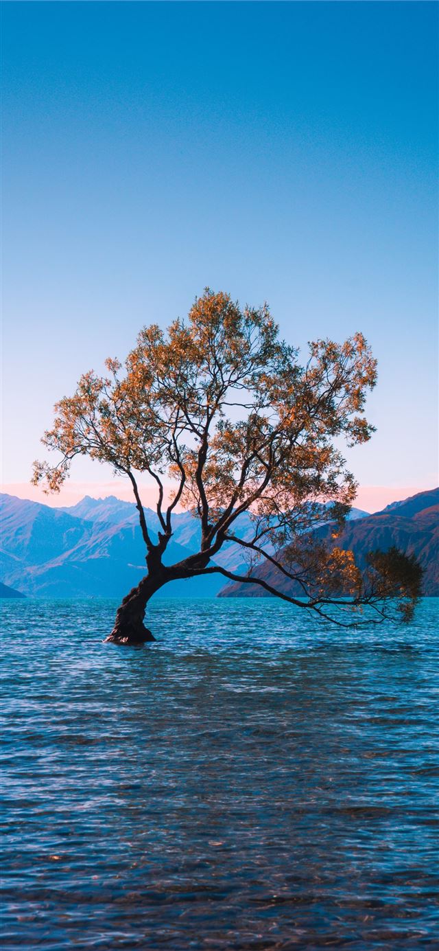 1125x2436 brown leaf tree at water during daytime - mountain iPhone 11 Wallpaper