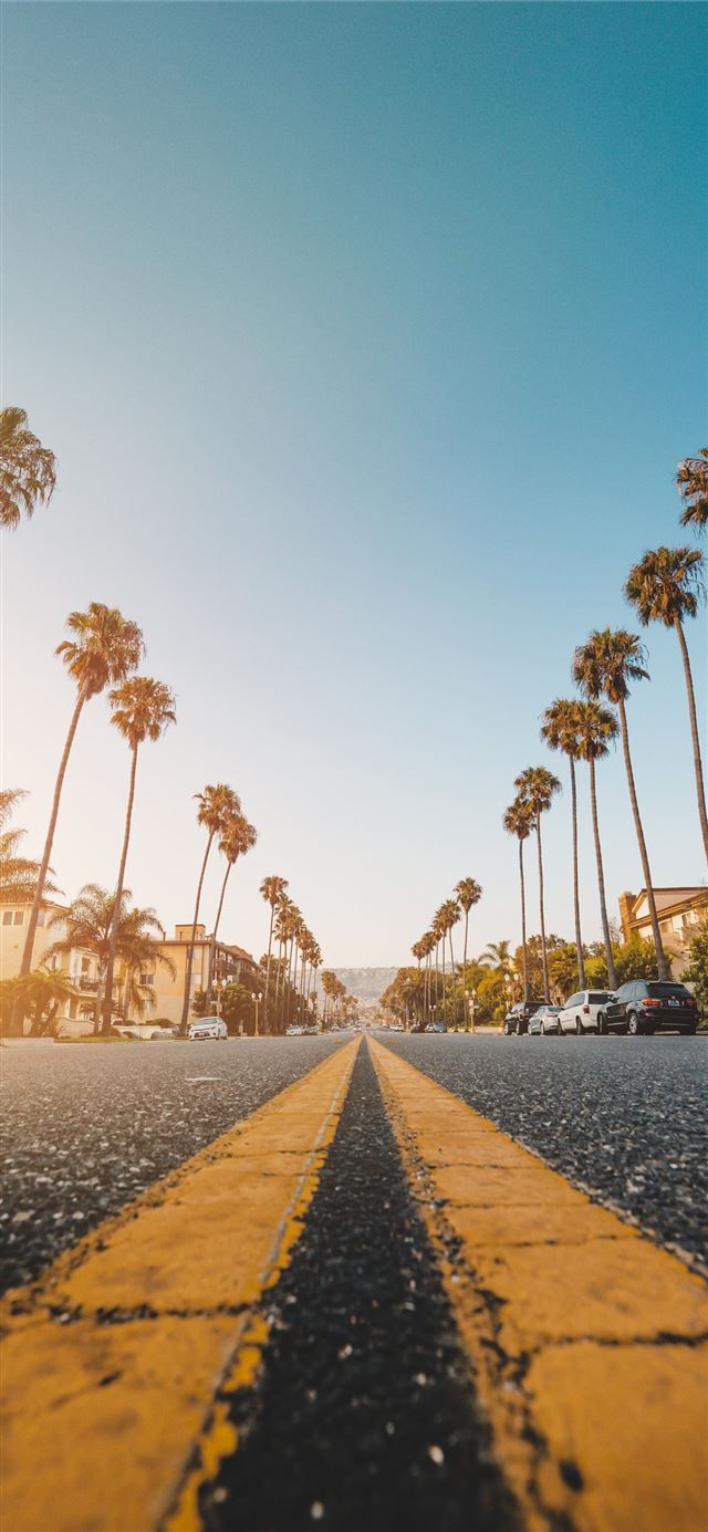 1125x2436 palm tree at side of grey concrete road - trends iPhone 11 Wallpaper